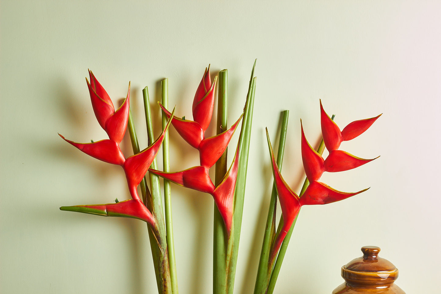 Heliconia - Mahua Floral Studio
