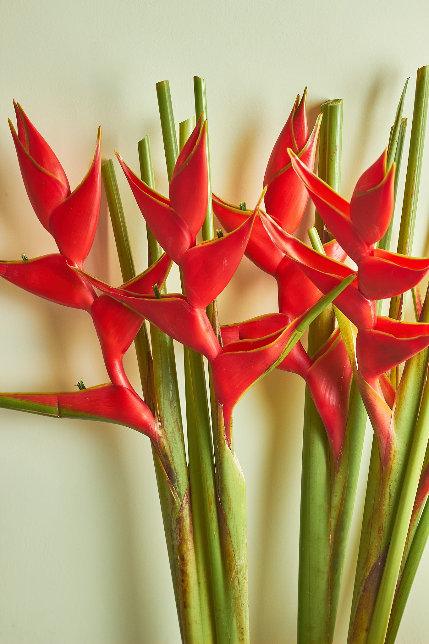 Heliconia - Mahua Floral Studio