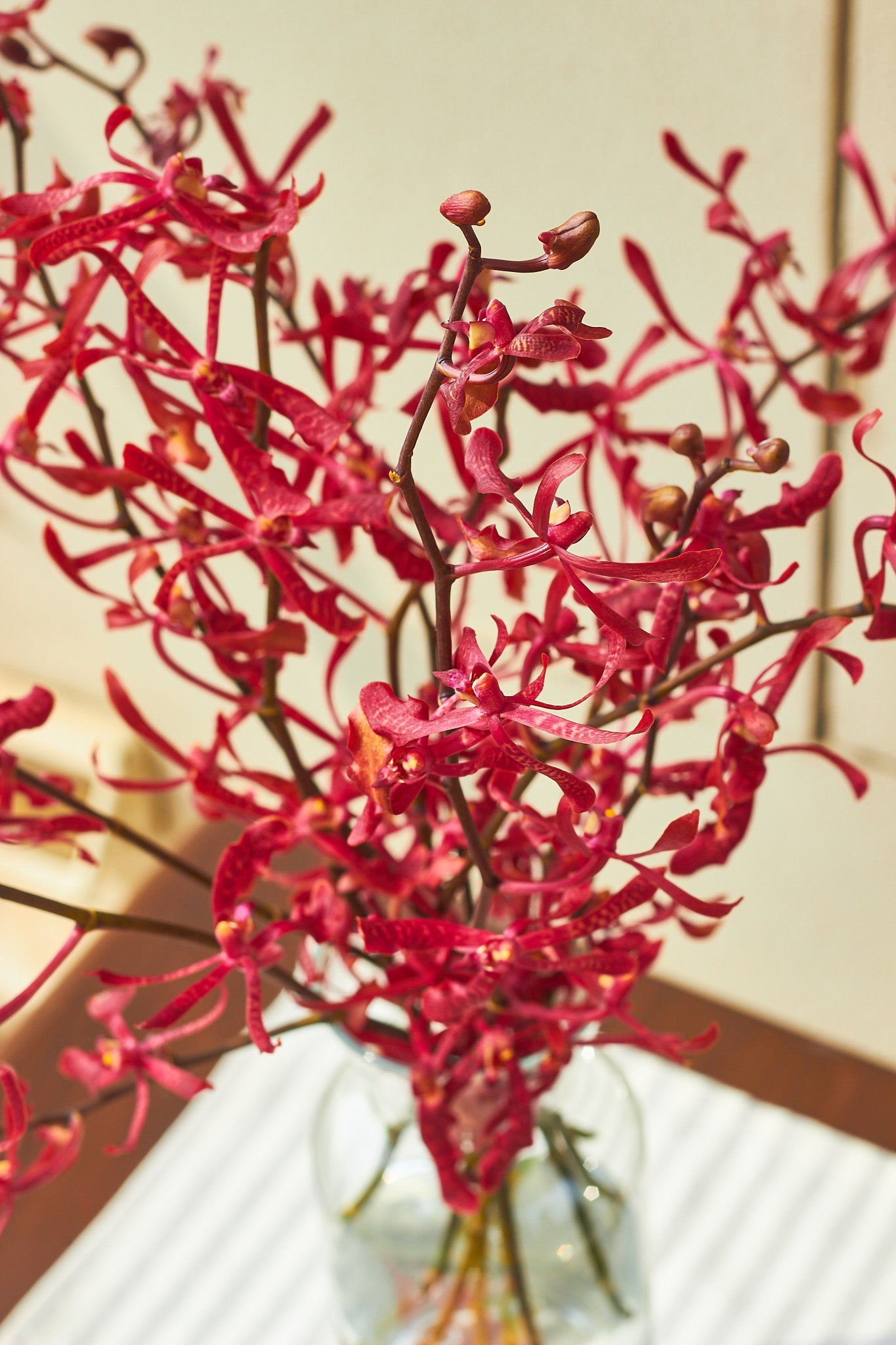 Anne Black Orchid - Mahua Floral Studio