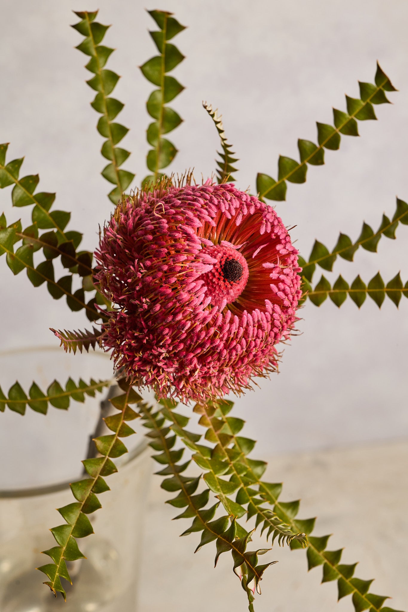 Banksia - Pink - Mahua Floral Studio