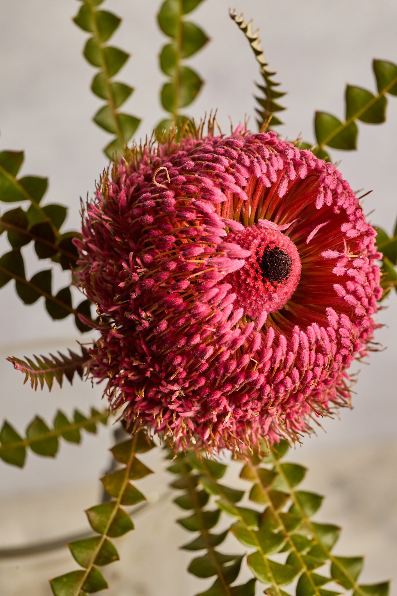 Banksia - Pink - Mahua Floral Studio