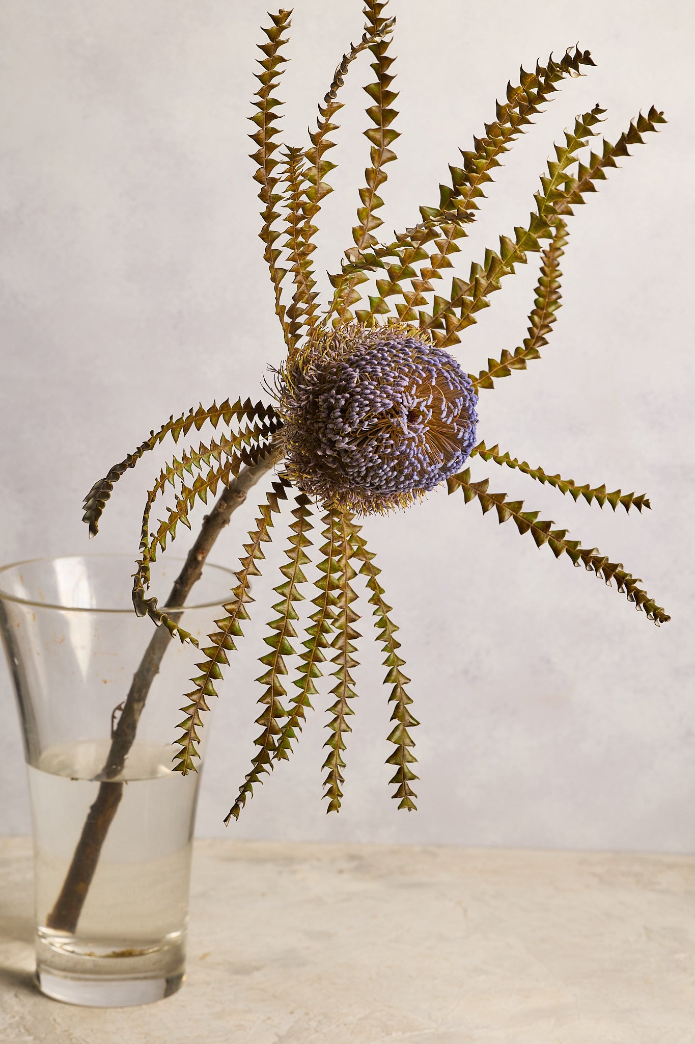 Banksia - Purple - Mahua Floral Studio