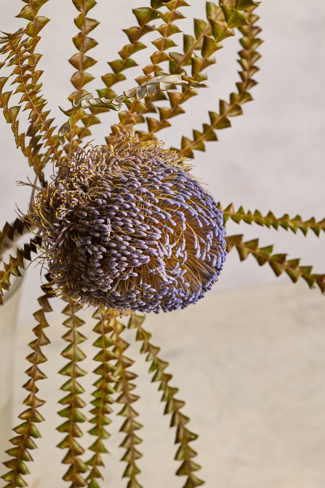 Banksia - Purple - Mahua Floral Studio