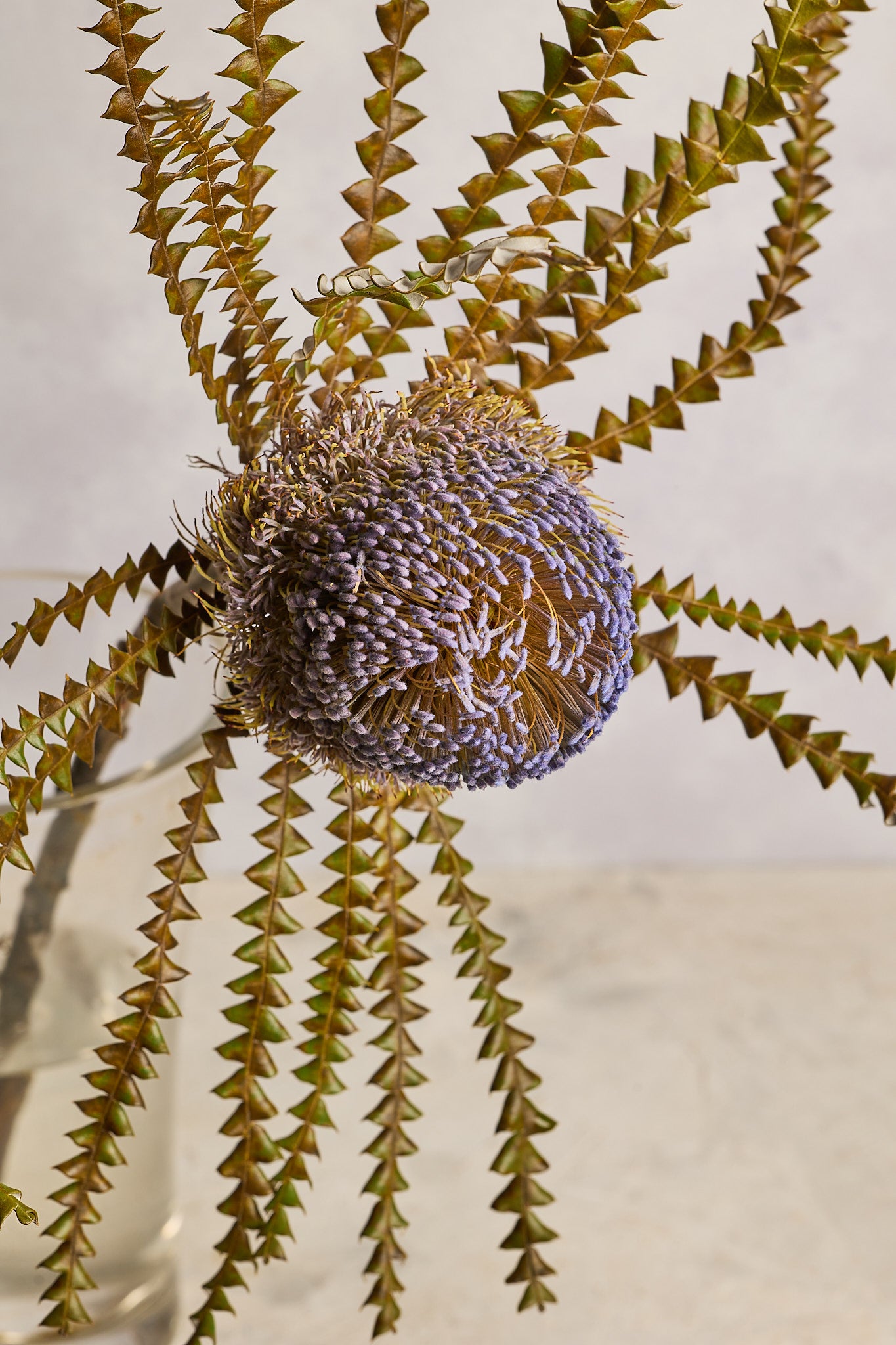 Banksia - Purple - Mahua Floral Studio