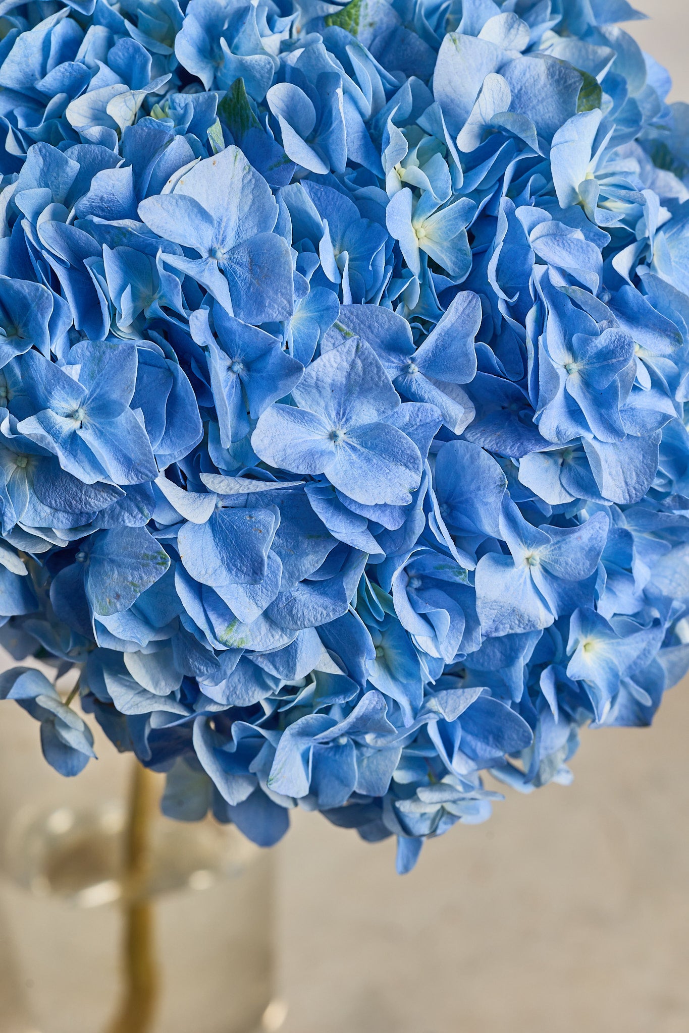 Hydrangea - Blue - Mahua Floral Studio