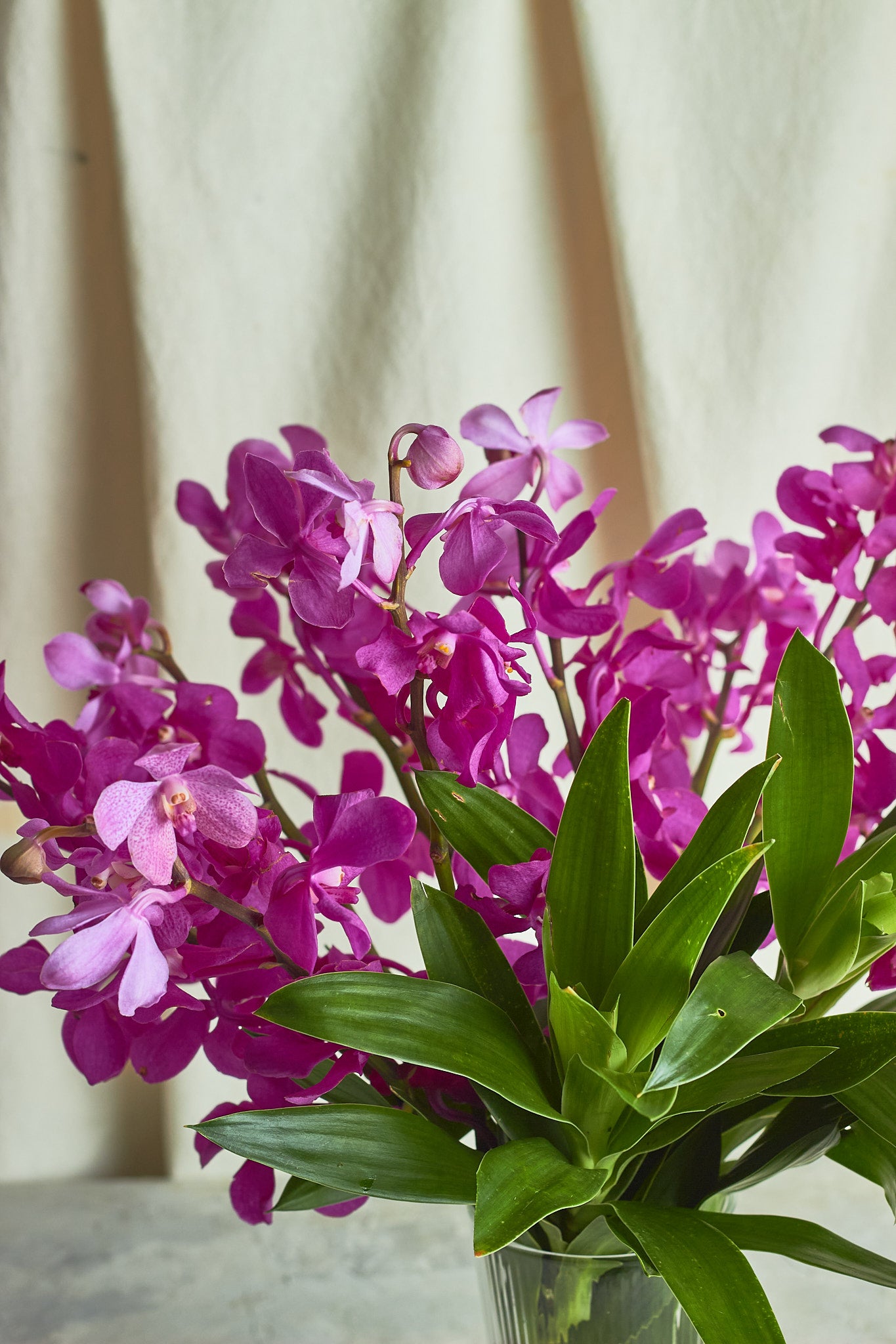 Orchids elegance - Mahua Floral Studio