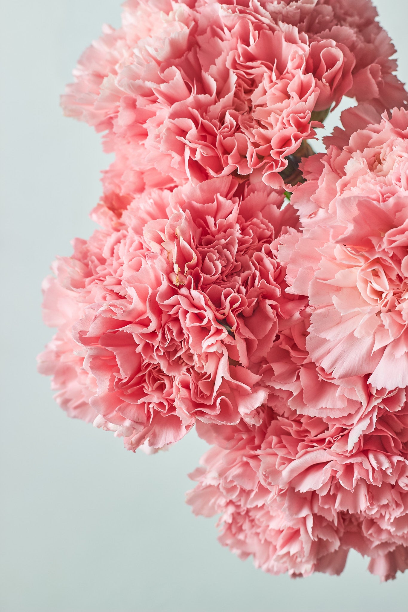 Buy Carnation bunches by Mahua Floral Studio.