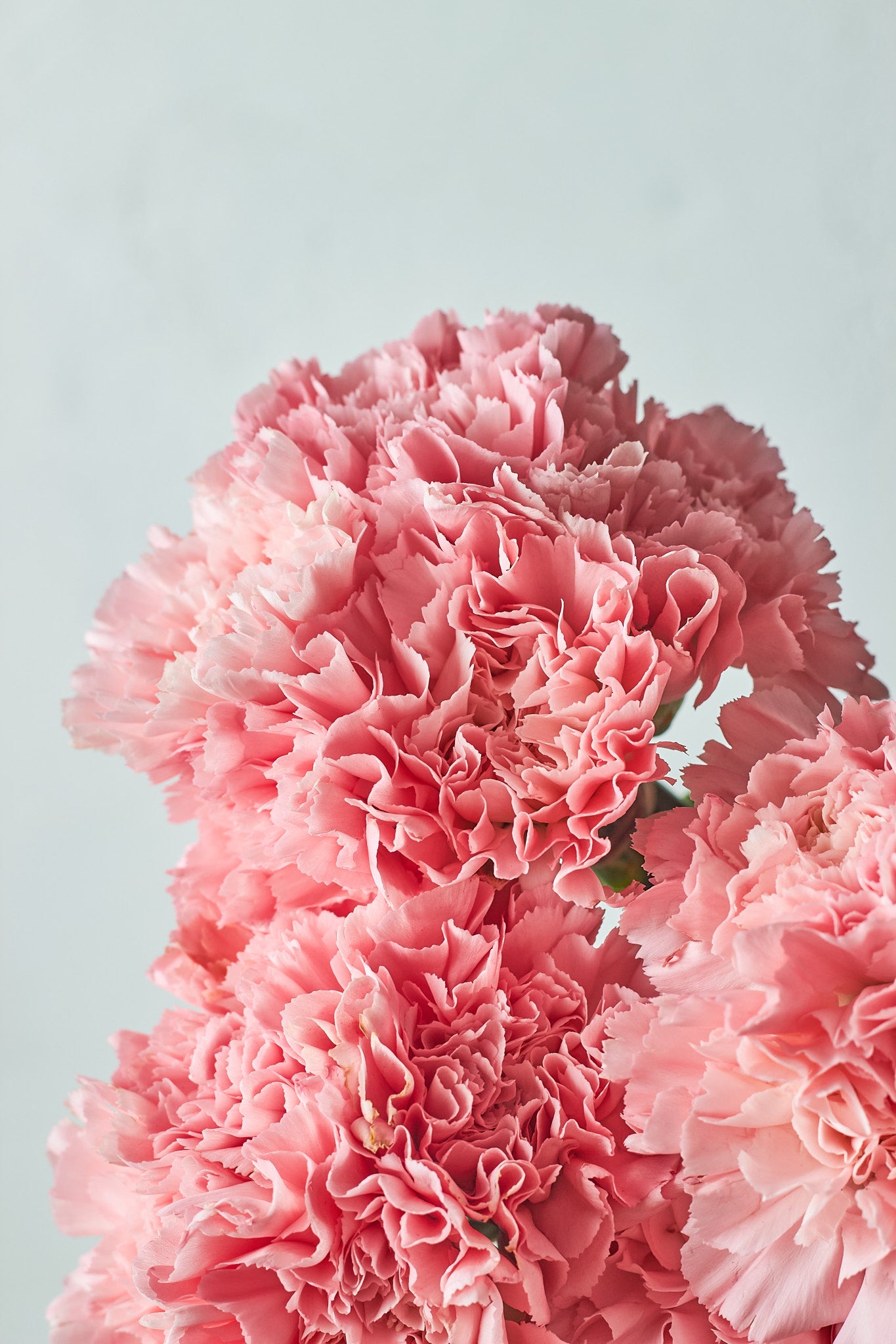 Buy Carnation bunches by Mahua Floral Studio.