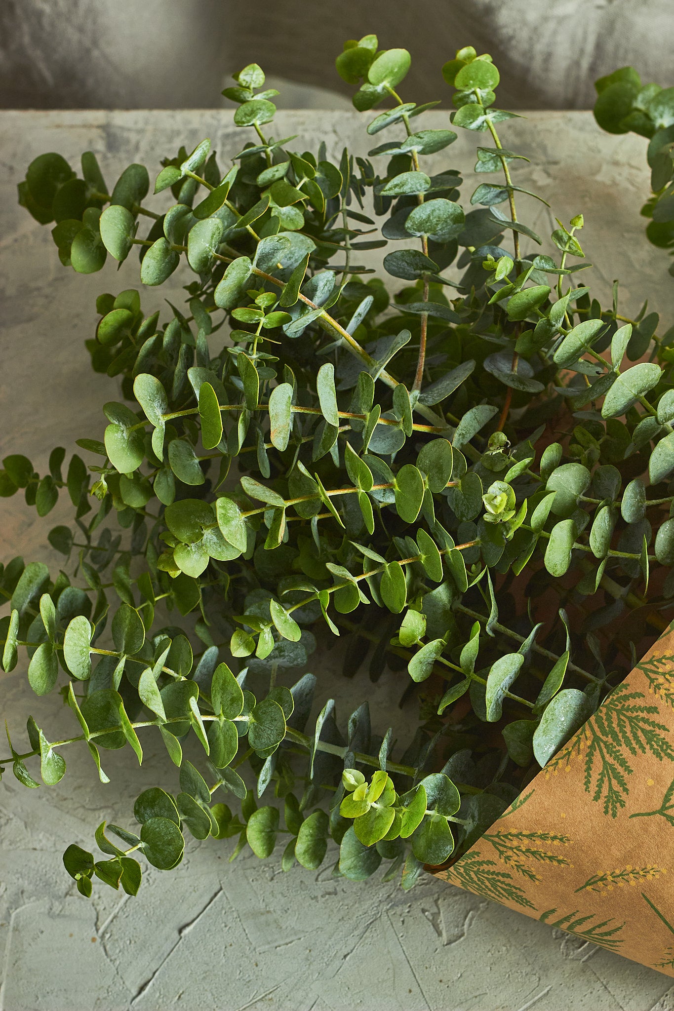Green eucalyptus leaves on a textured surface