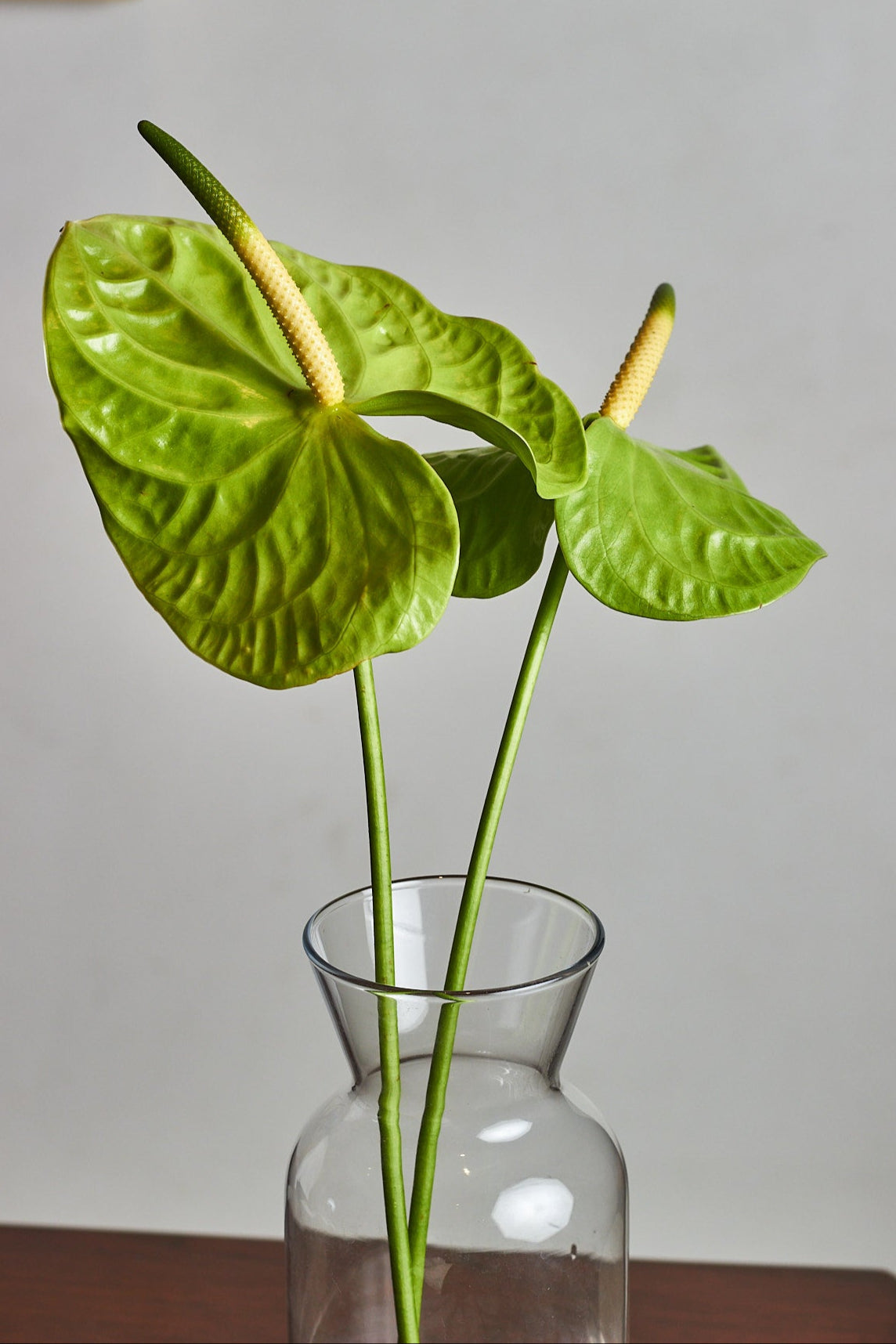 Green Anthurium