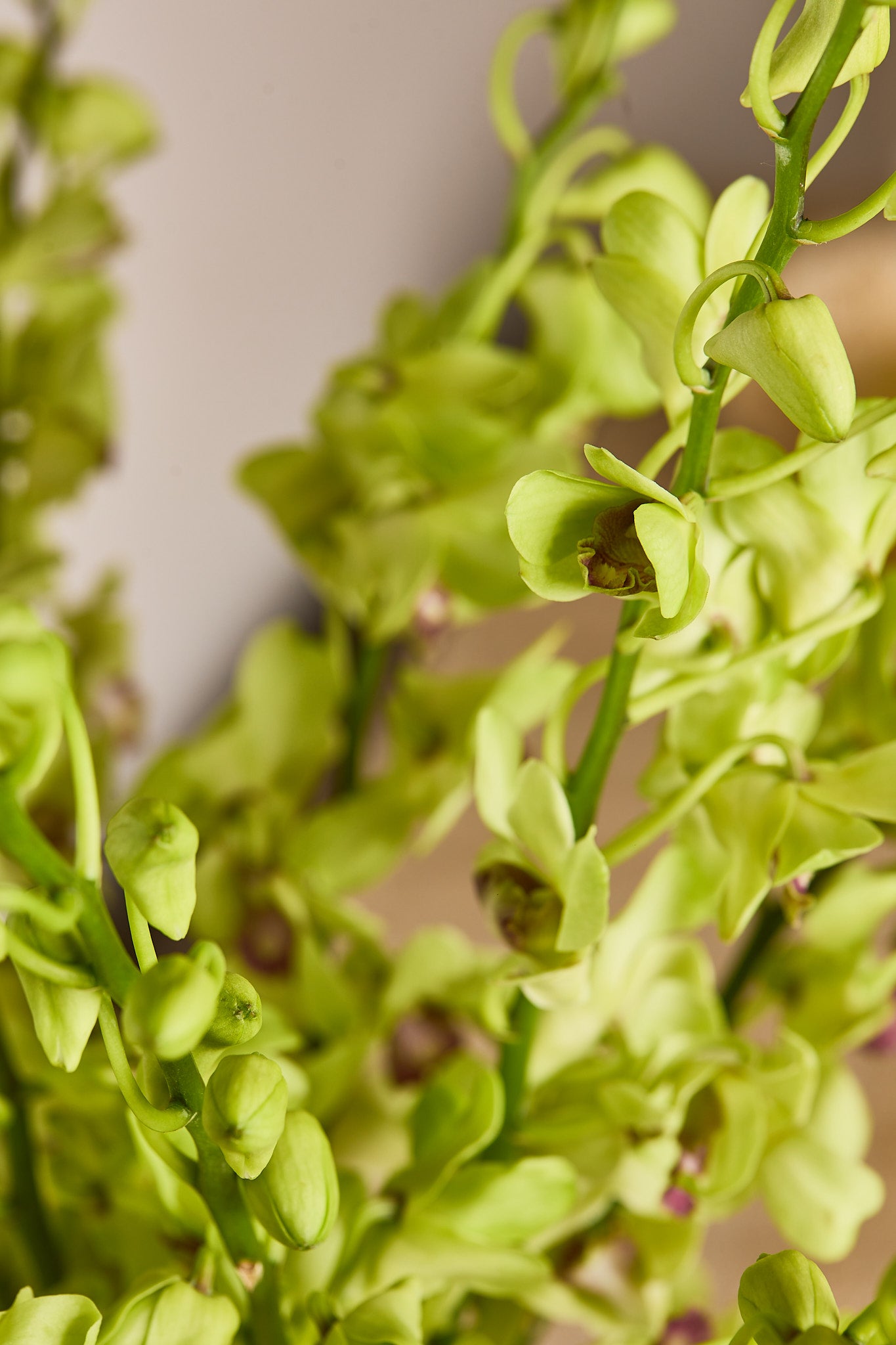 Green Orchids - Mahua Floral Studio
