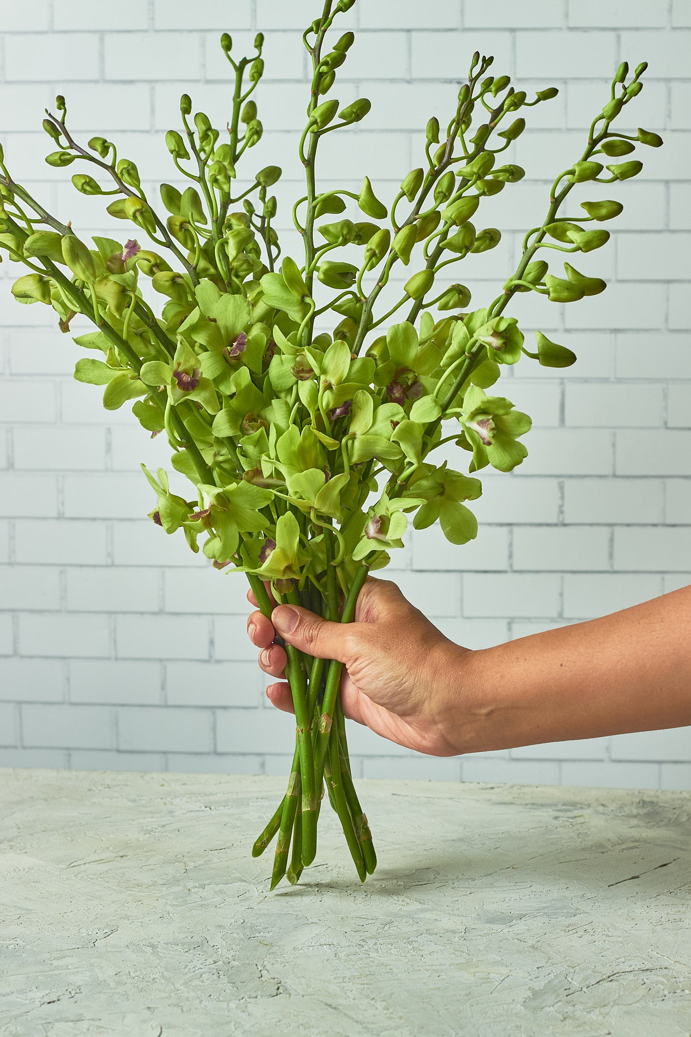 Green Orchids - Mahua Floral Studio