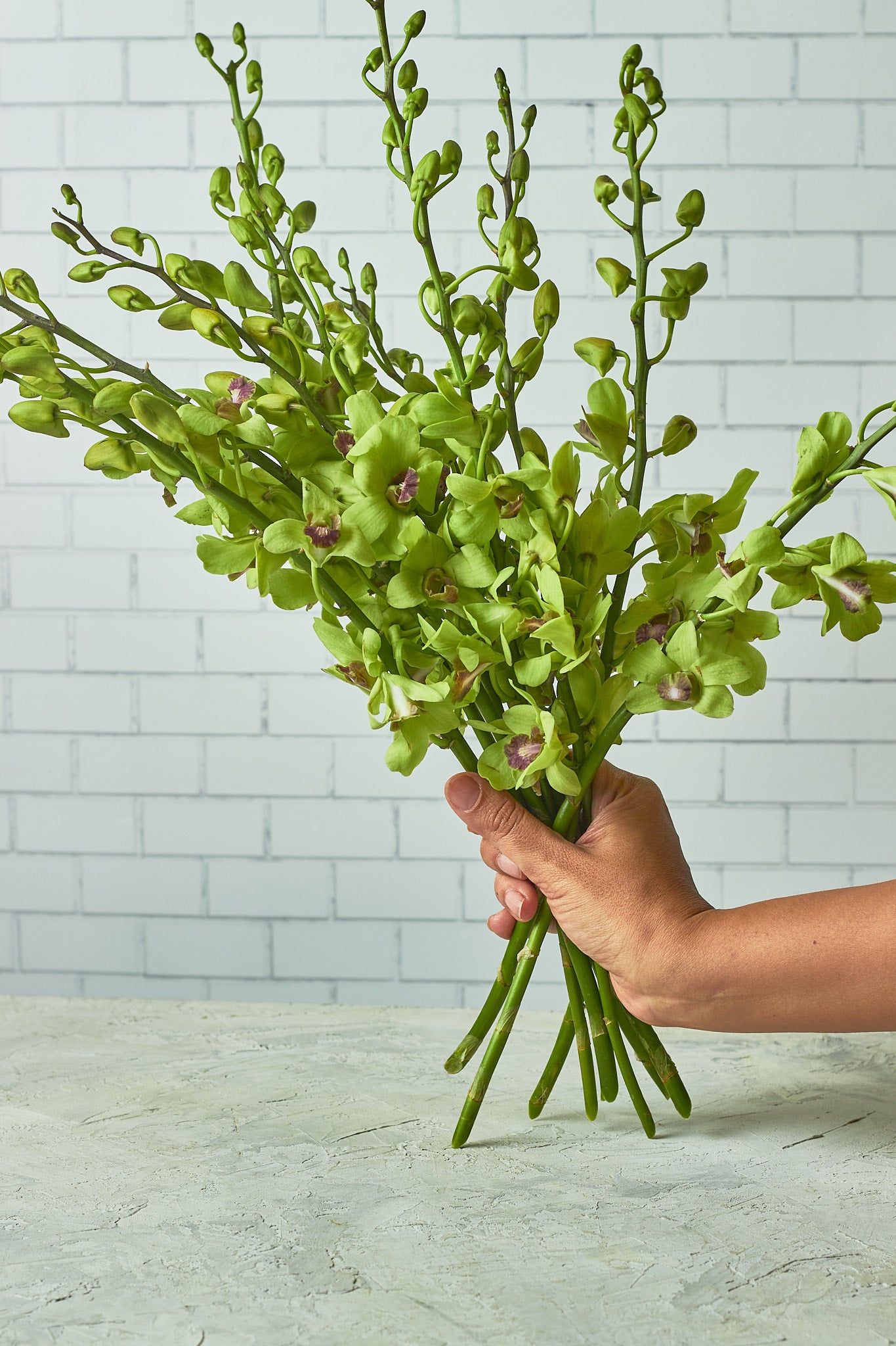 Green Orchids - Mahua Floral Studio
