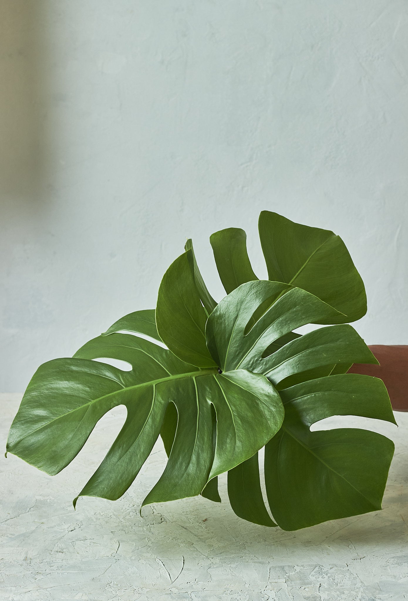 Monstera - Mahua Floral Studio