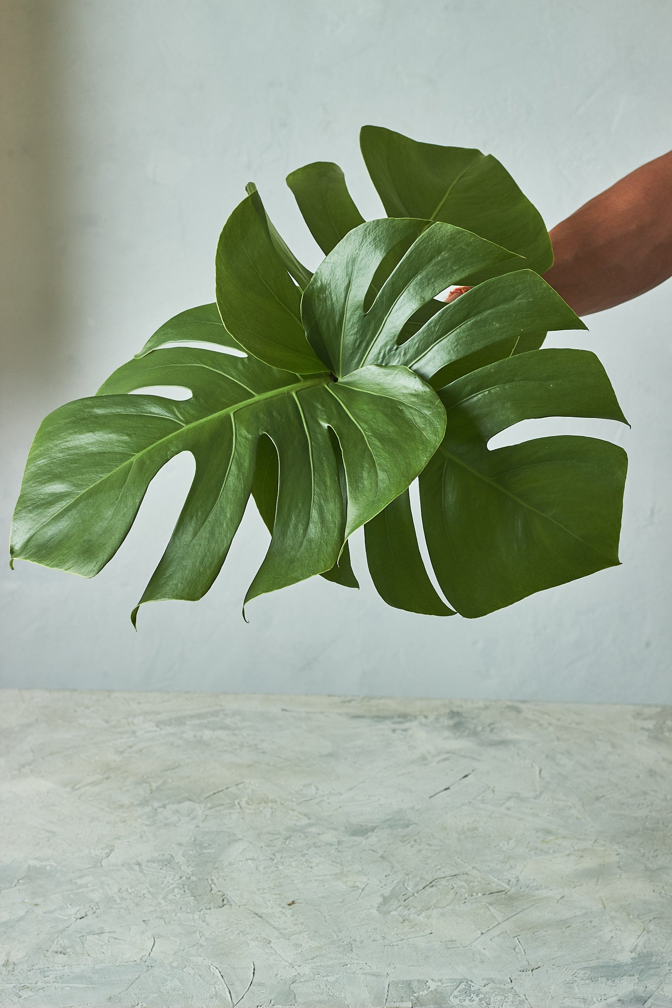 Monstera - Mahua Floral Studio