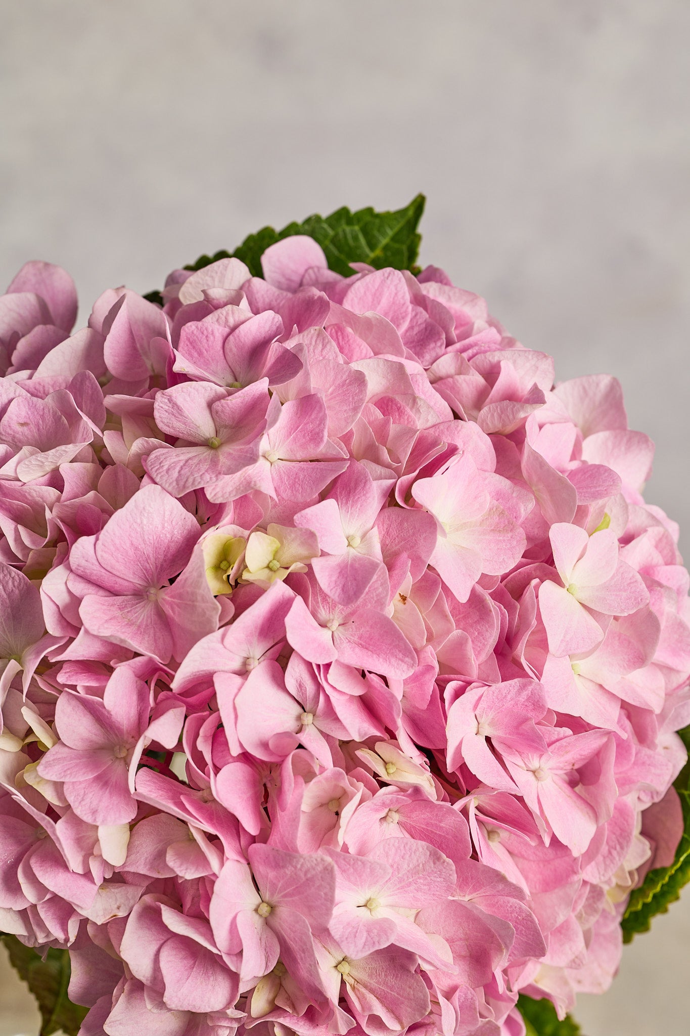 Hydrangea - Pink