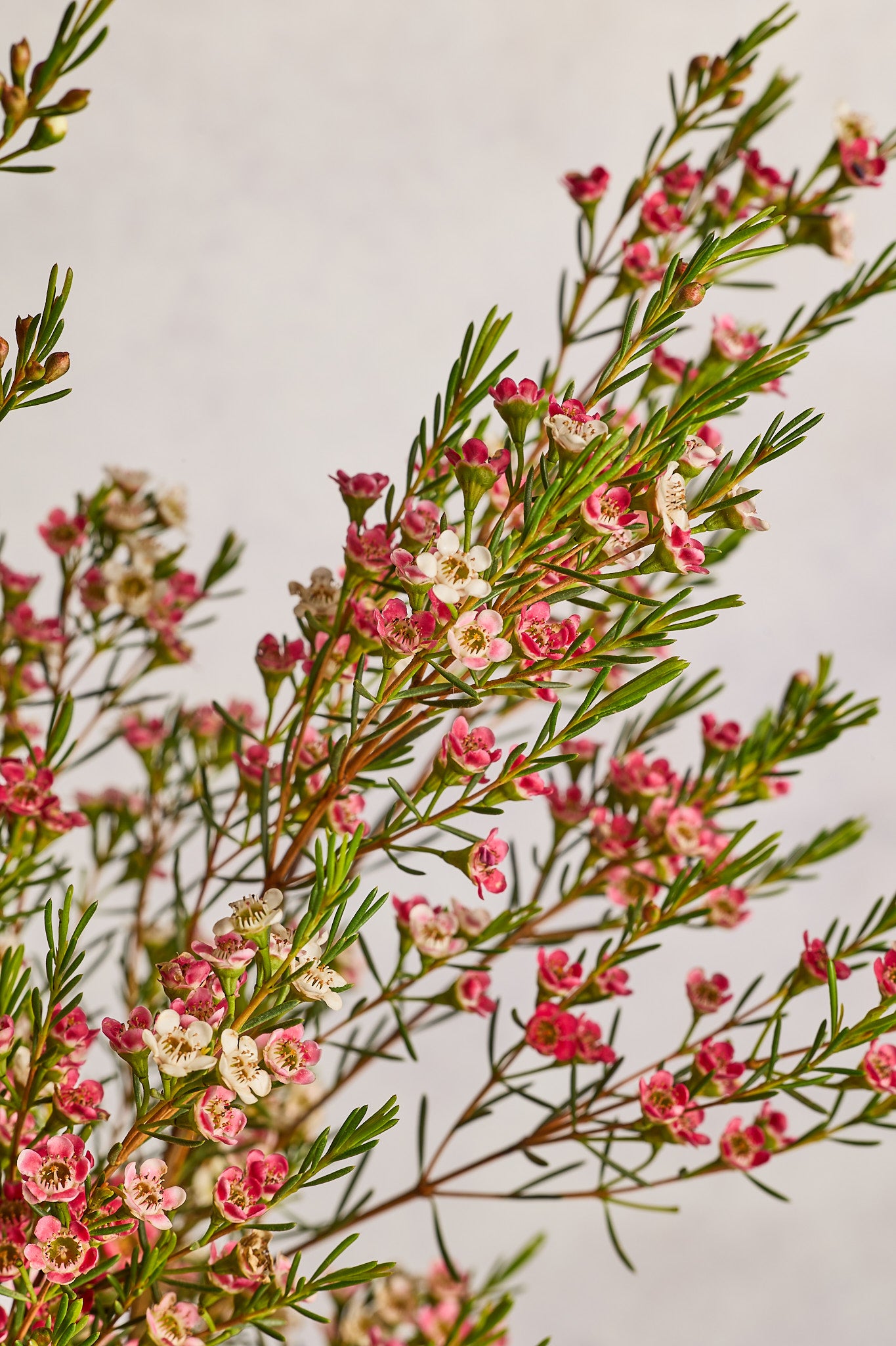Wax Flowers - Pink - Mahua Floral Studio