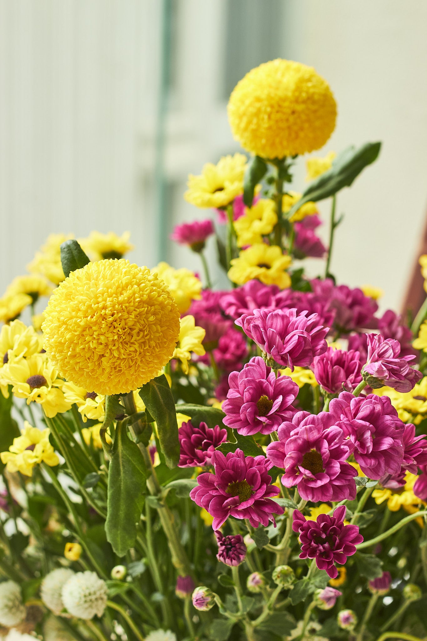 Poppy Fields - Mahua Floral Studio