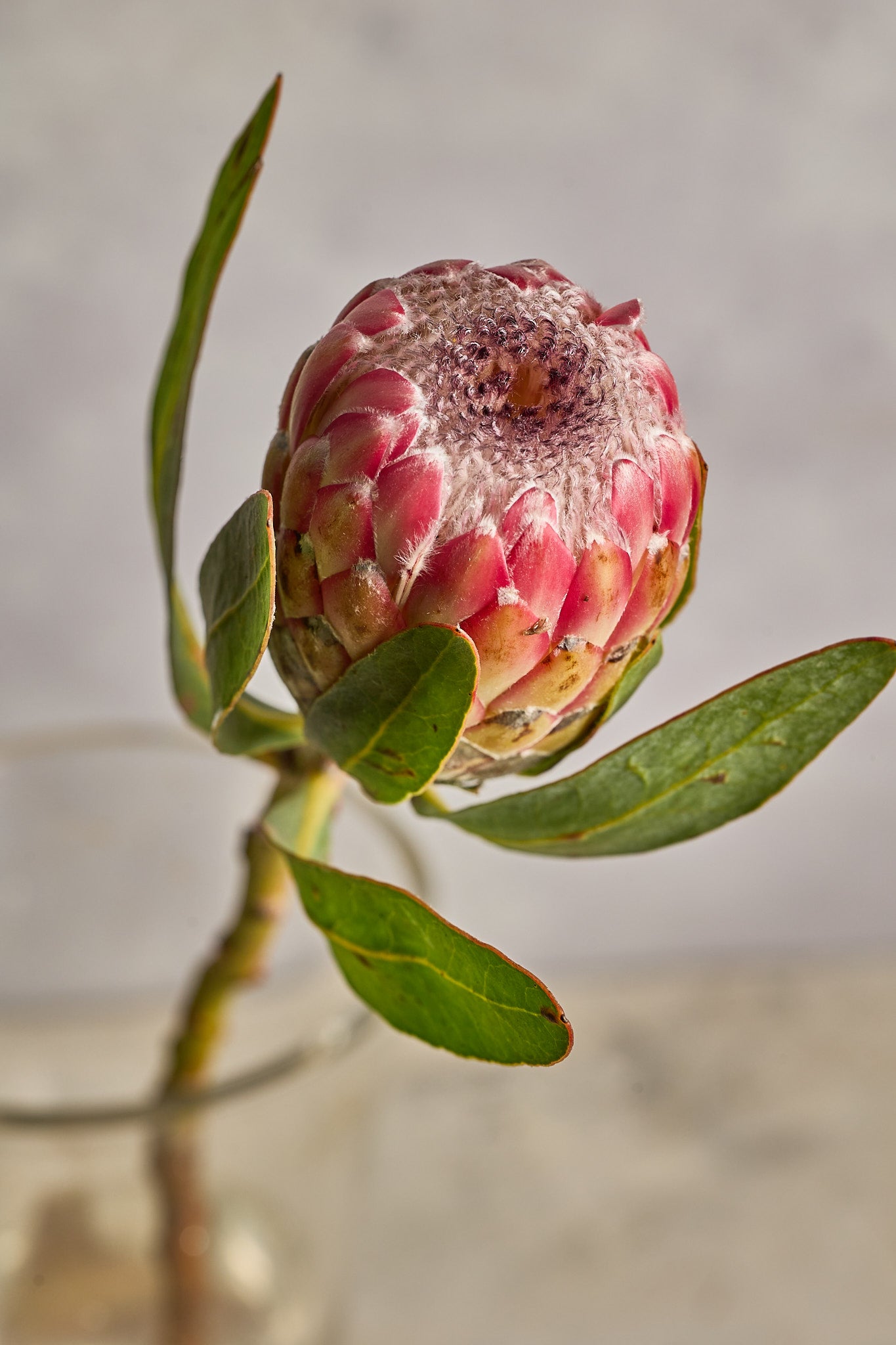 Protea - Mahua Floral Studio