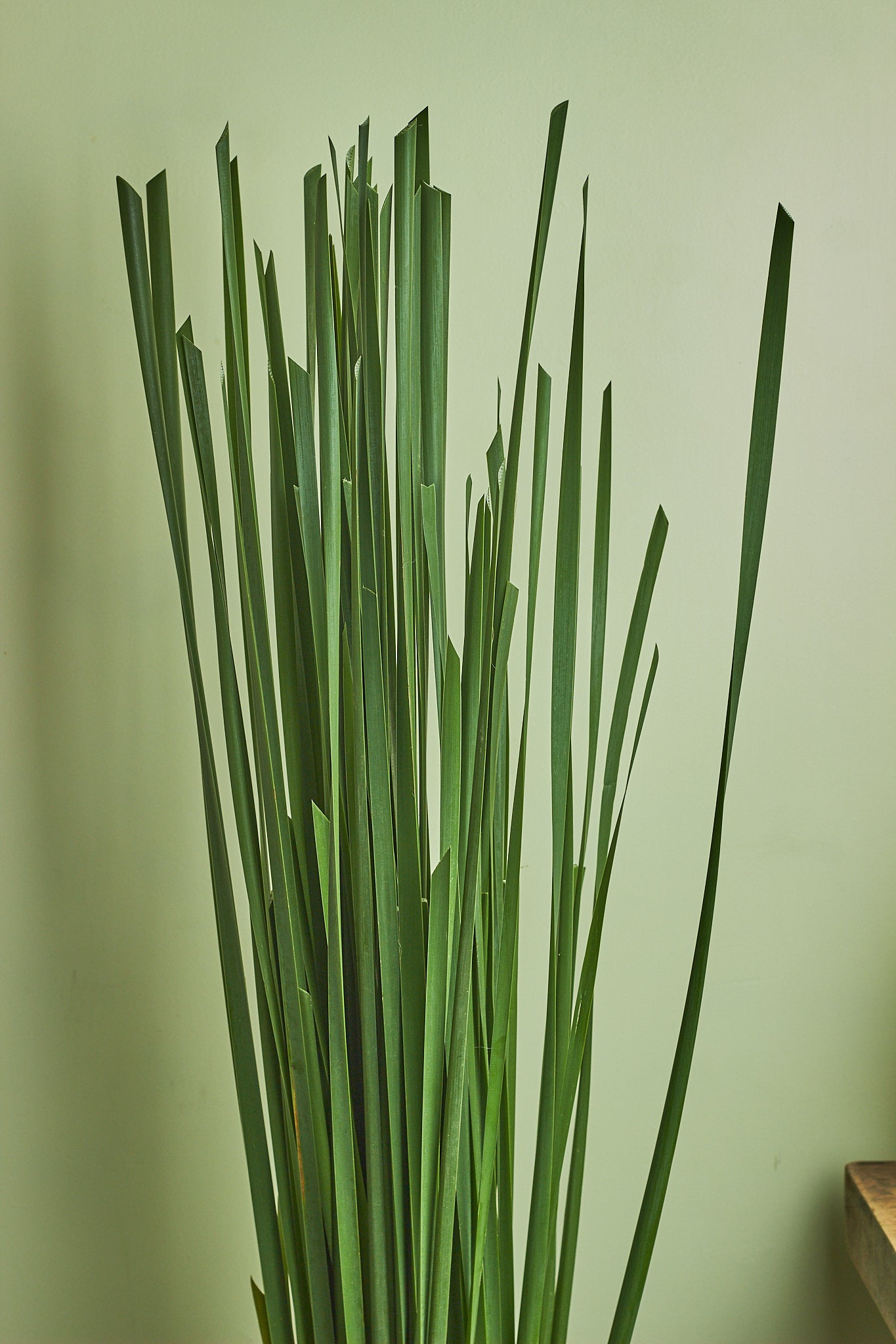 Ramban - Mahua Floral Studio