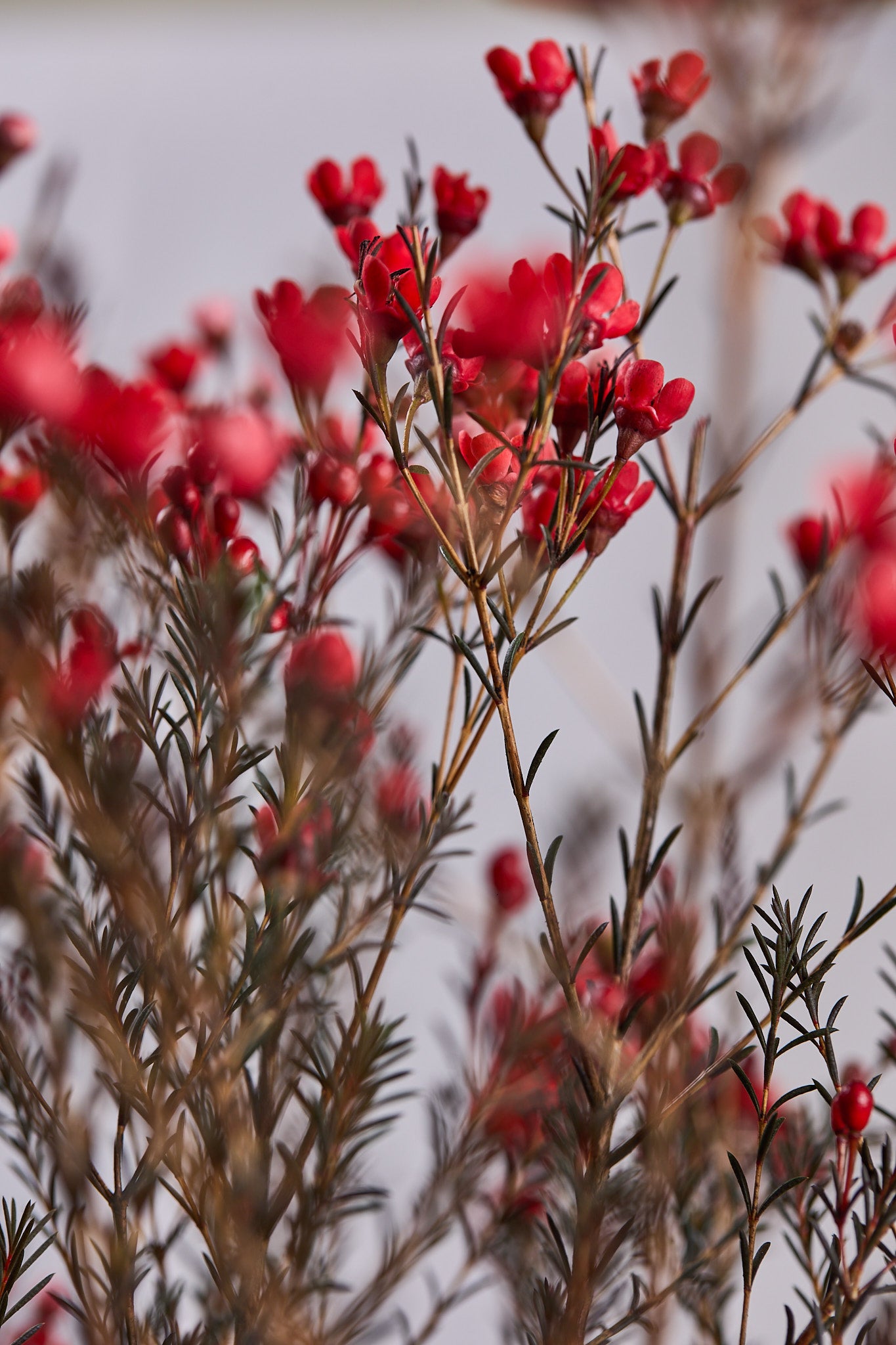 Wax Flowers - Red - Mahua Floral Studio