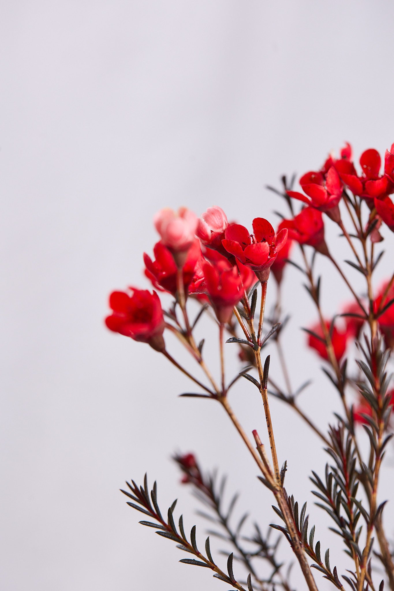 Wax Flowers - Red - Mahua Floral Studio