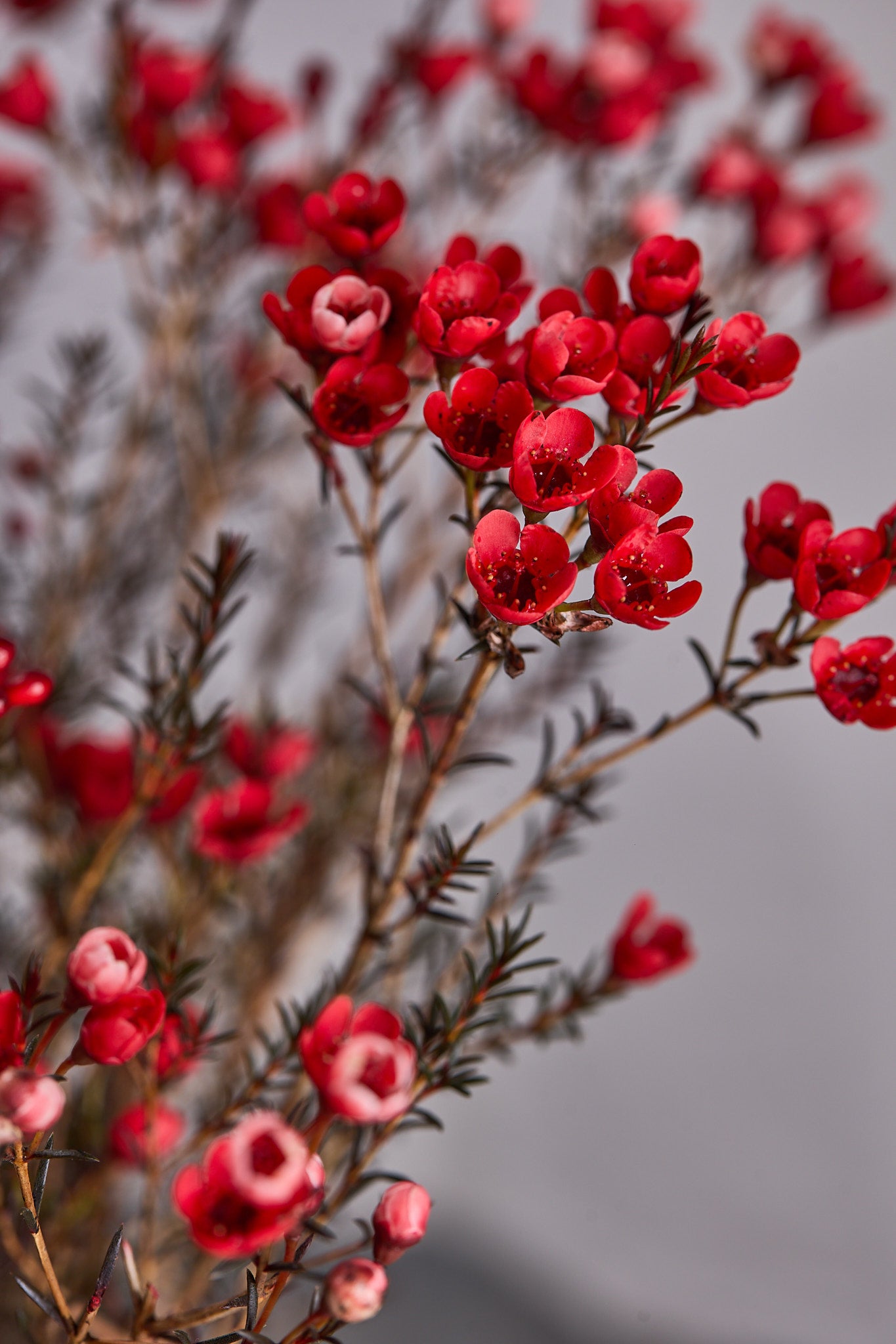 Wax Flowers - Red - Mahua Floral Studio