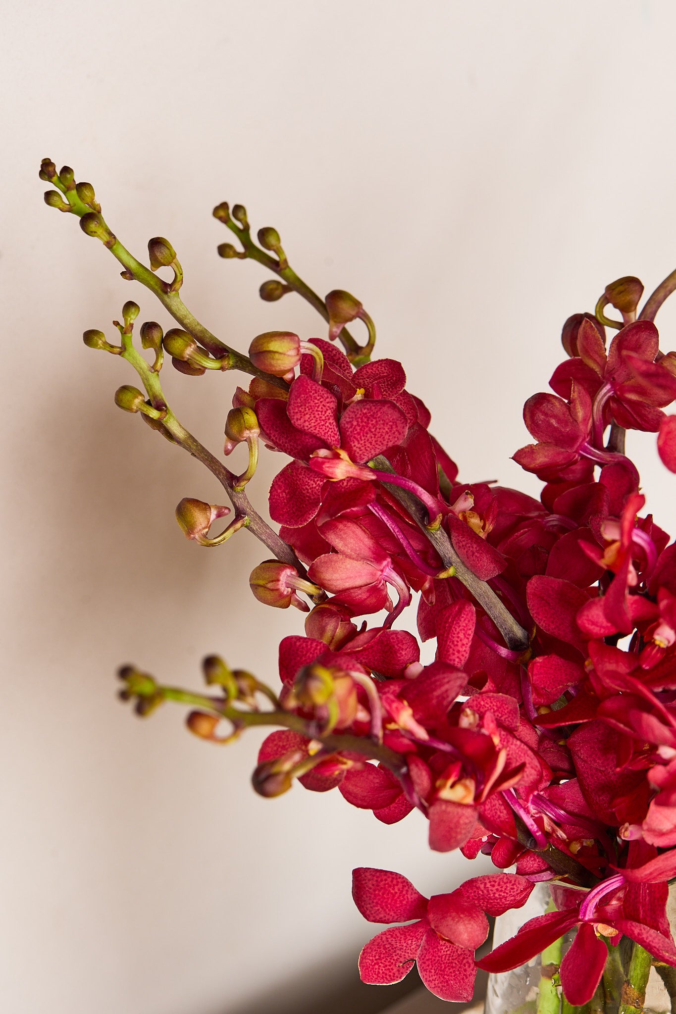Red Orchids - Mahua Floral Studio