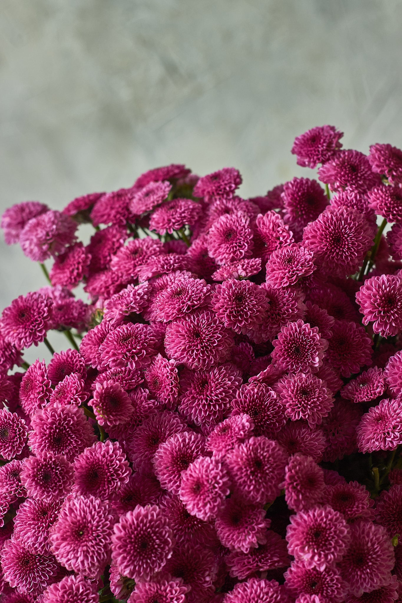 Button Chrysanthemums - Mahua Floral Studio