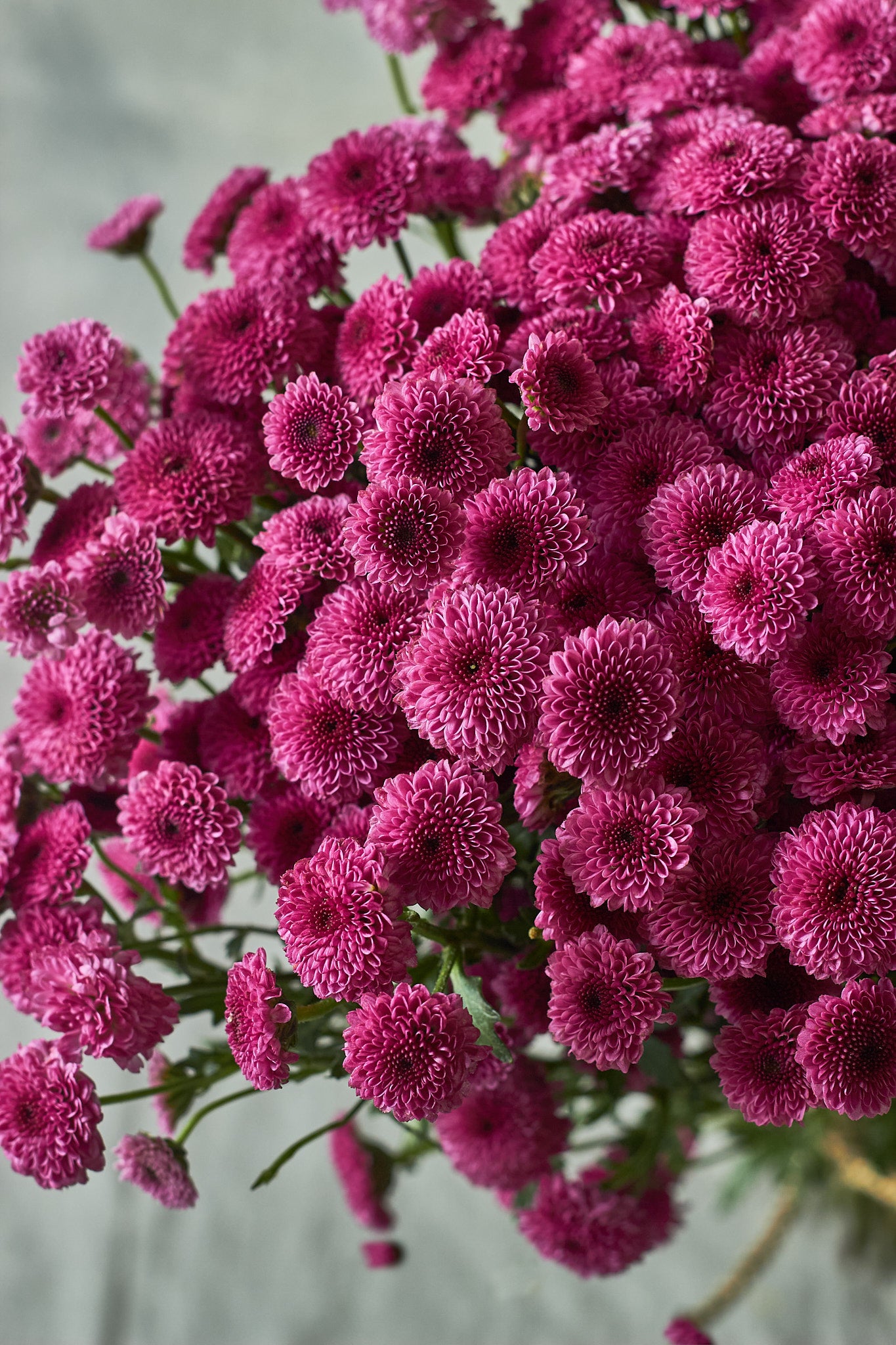 Button Chrysanthemums - Mahua Floral Studio