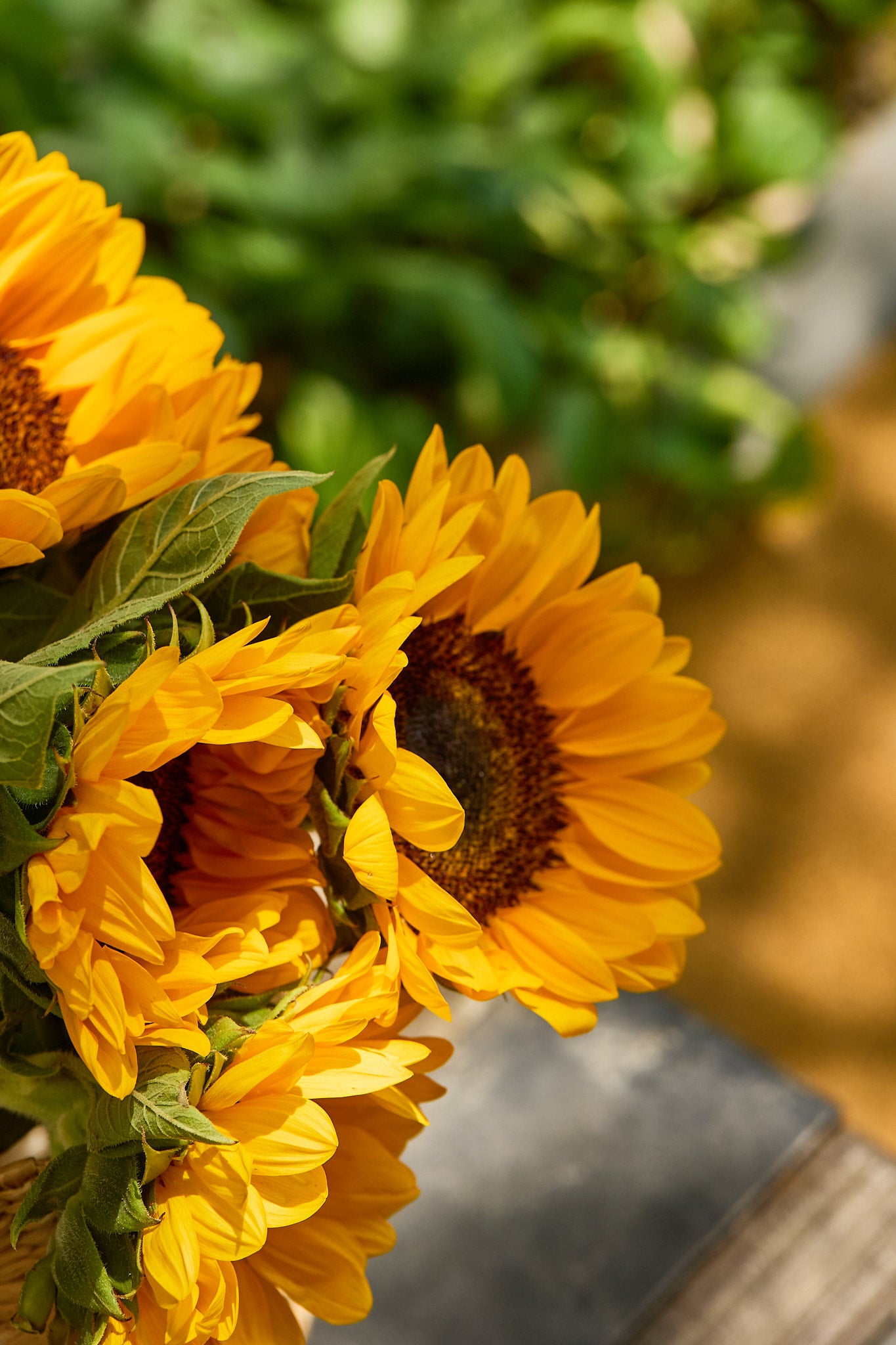 Sunflower - Mahua Floral Studio