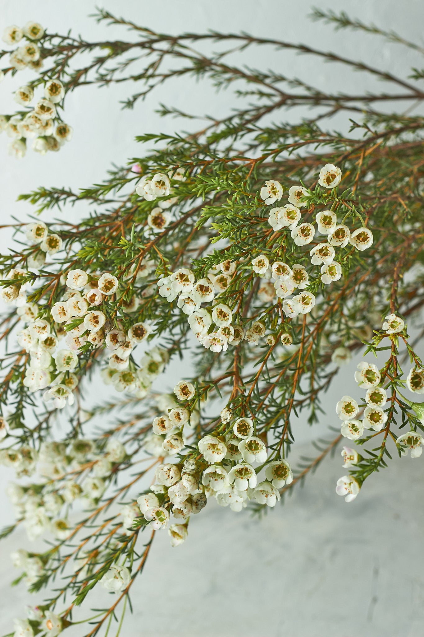 Buy Wax flowers by Mahua Floral Studio.