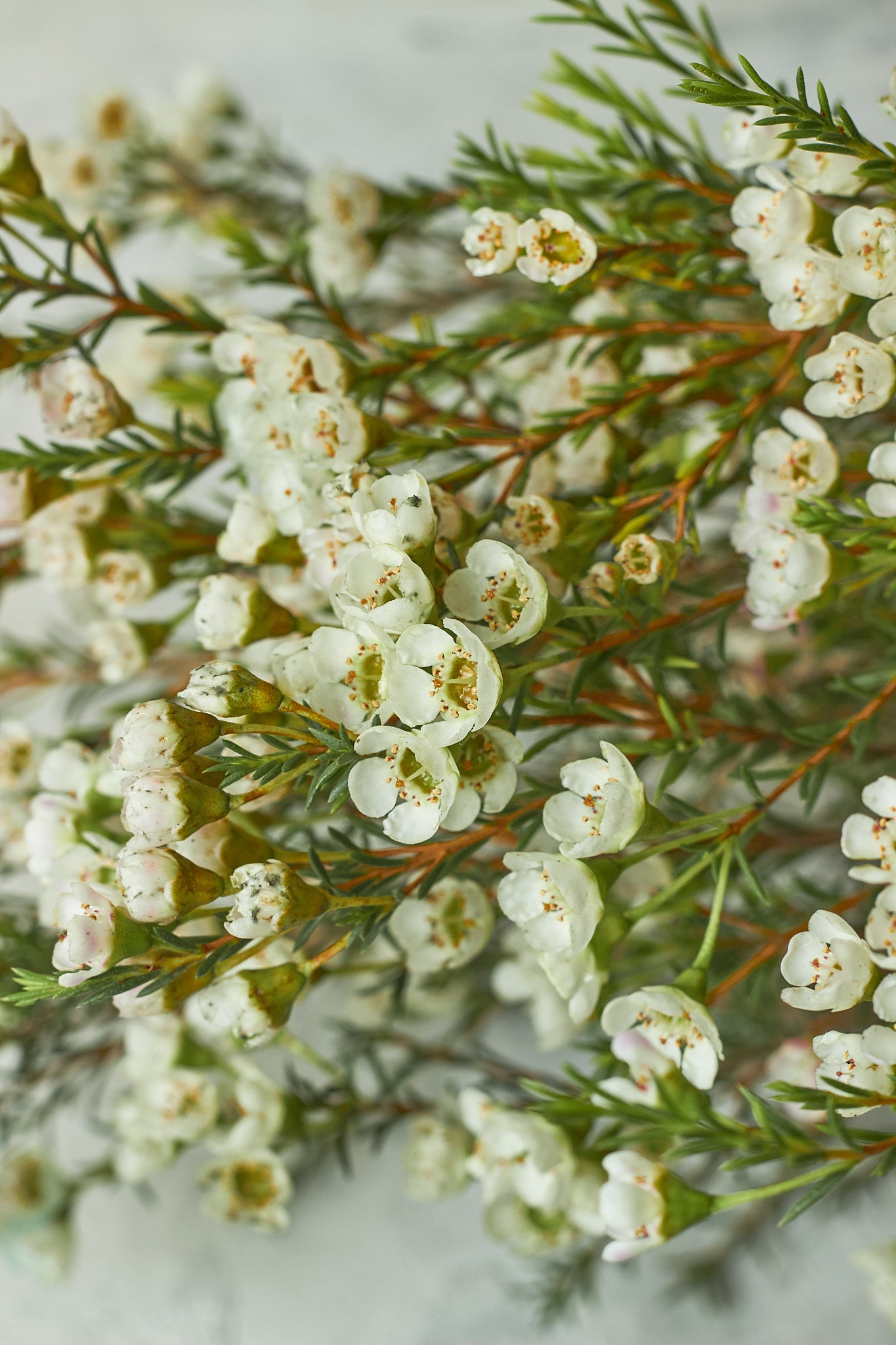 Buy Wax flowers by Mahua Floral Studio.