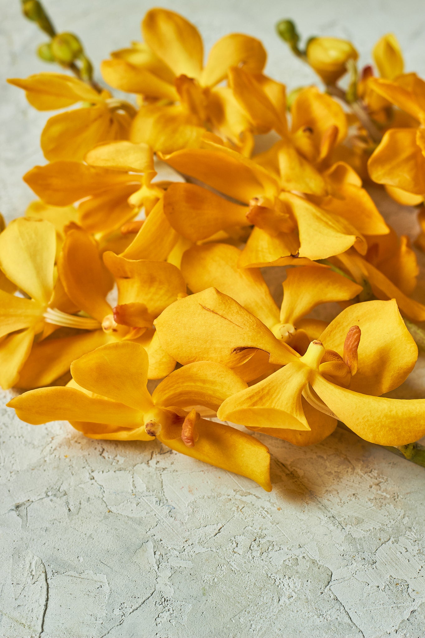 Yellow Orchids - Mahua Floral Studio