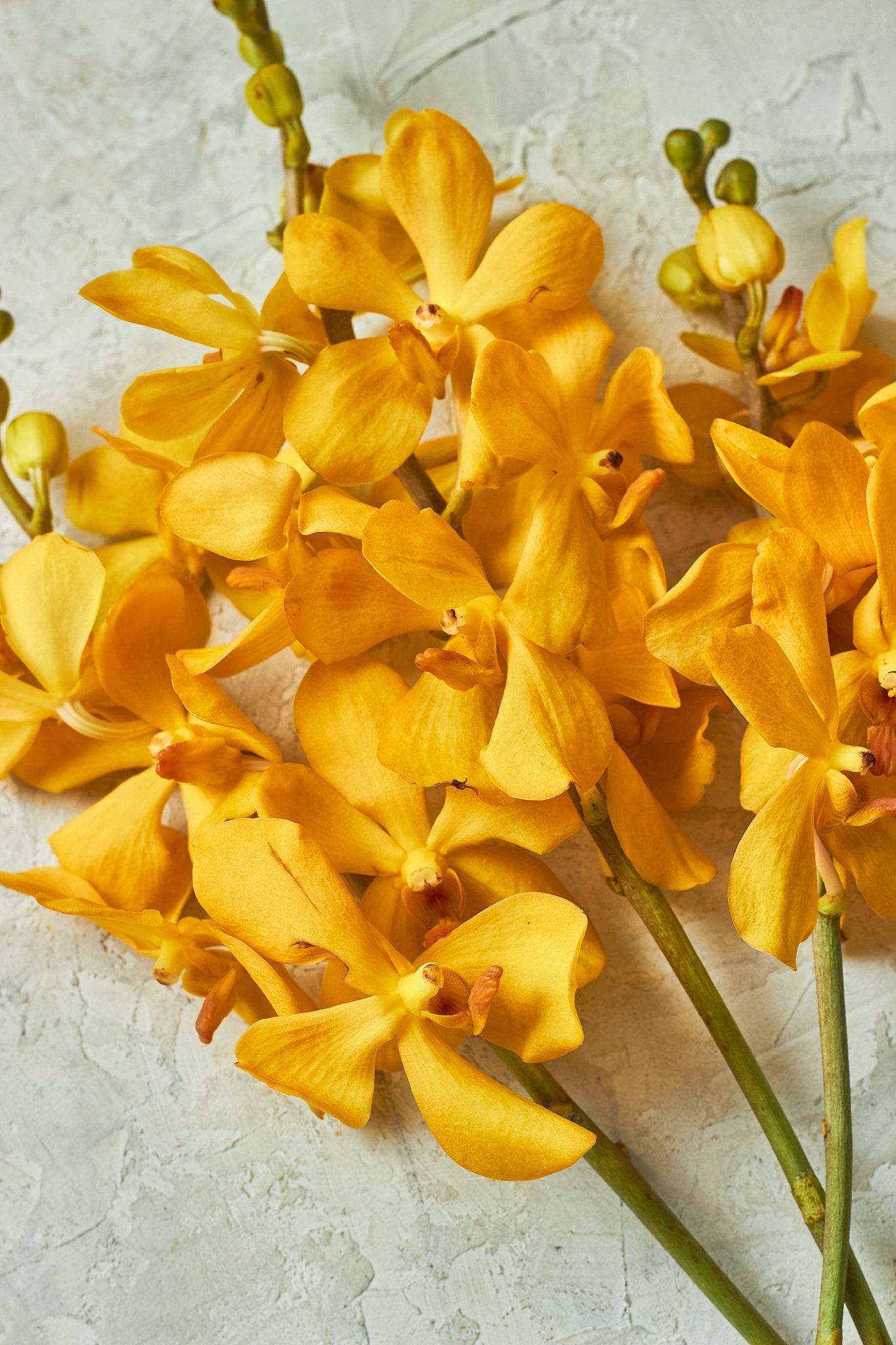 Yellow Orchids - Mahua Floral Studio