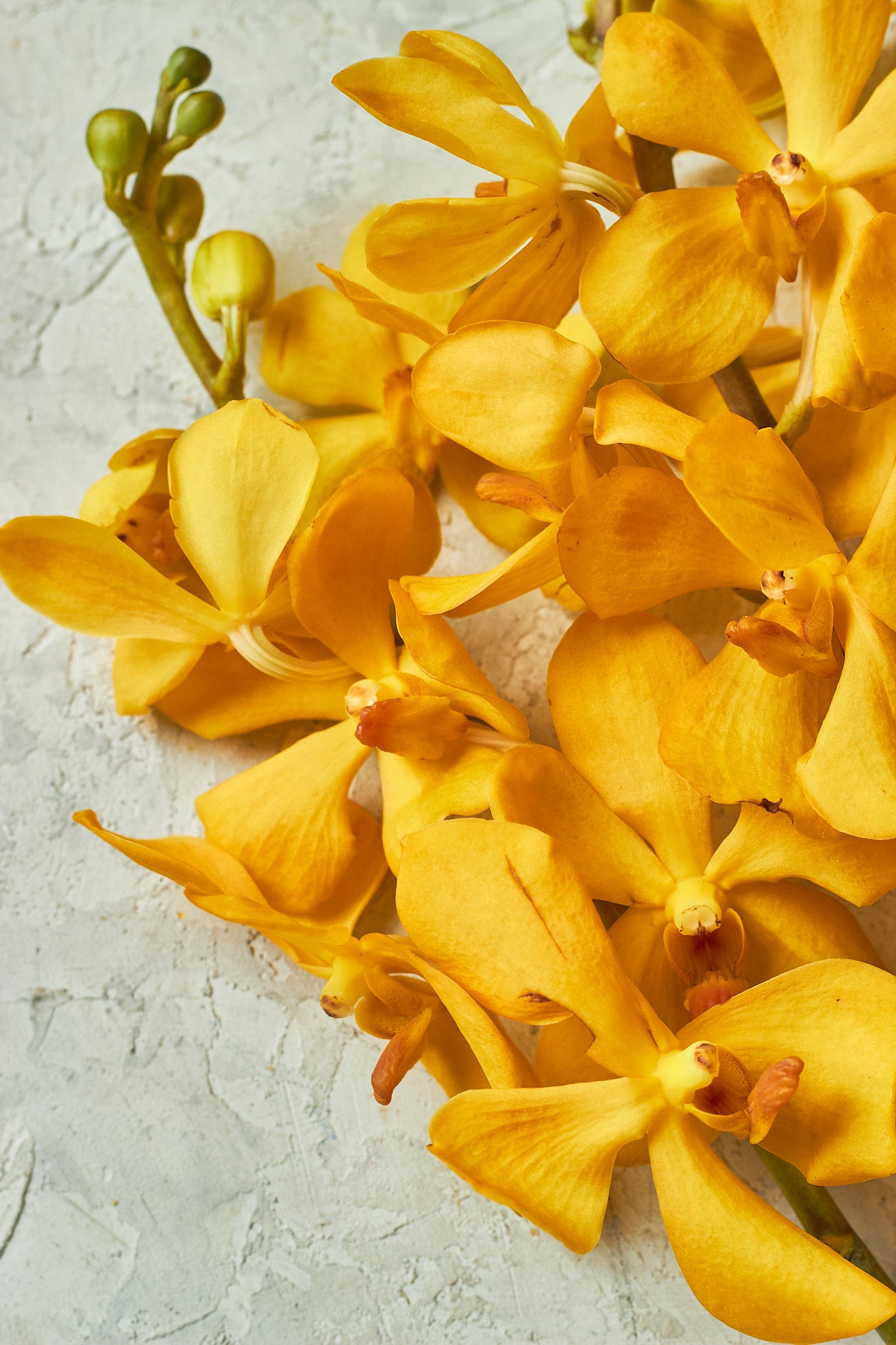 Yellow Orchids - Mahua Floral Studio