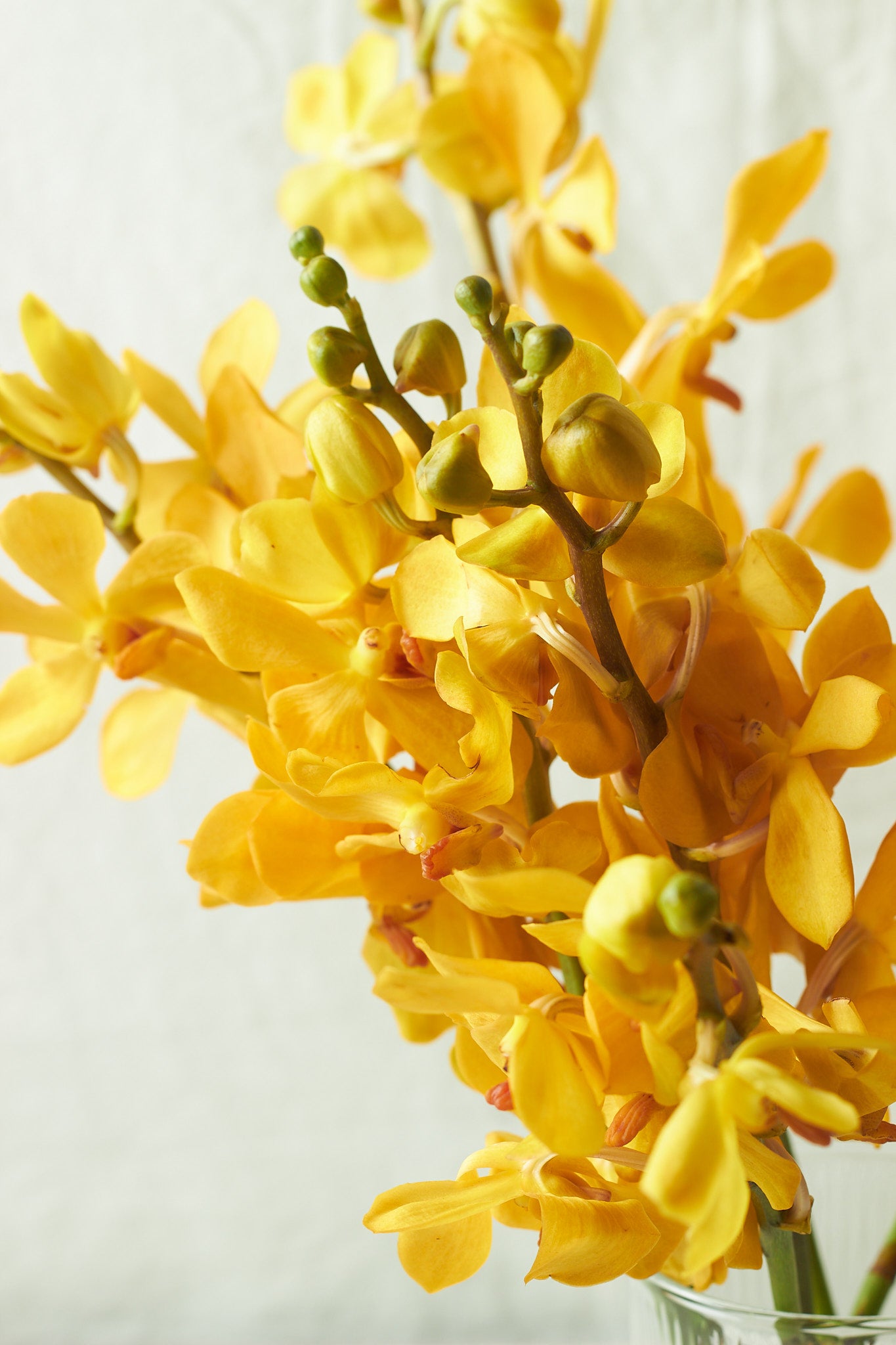Yellow Orchids - Mahua Floral Studio