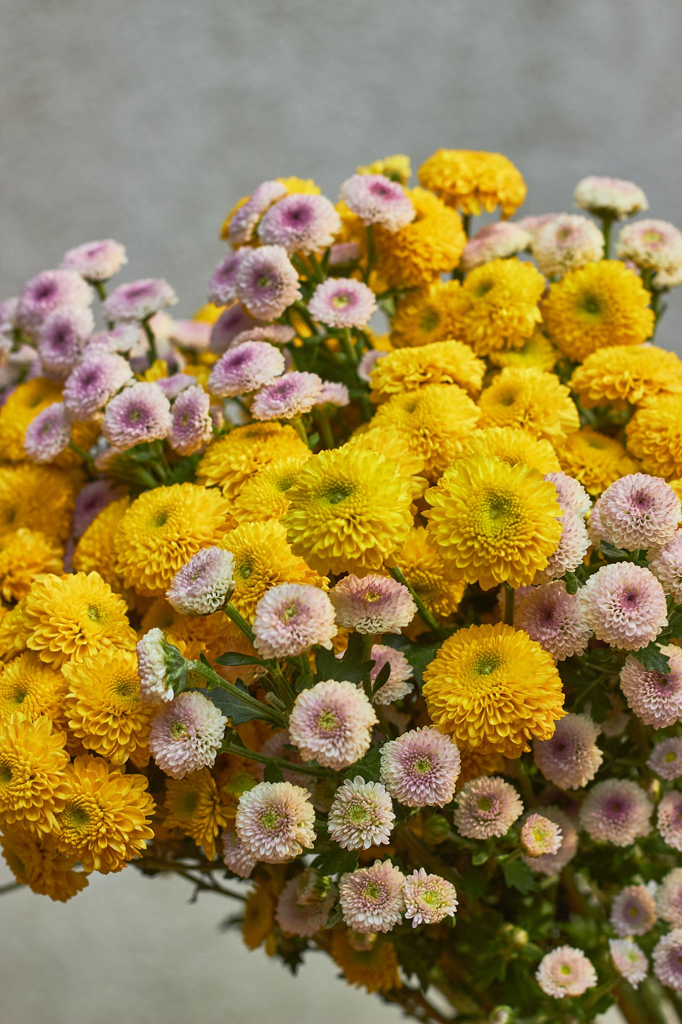 Yellow Pops - Mahua Floral Studio