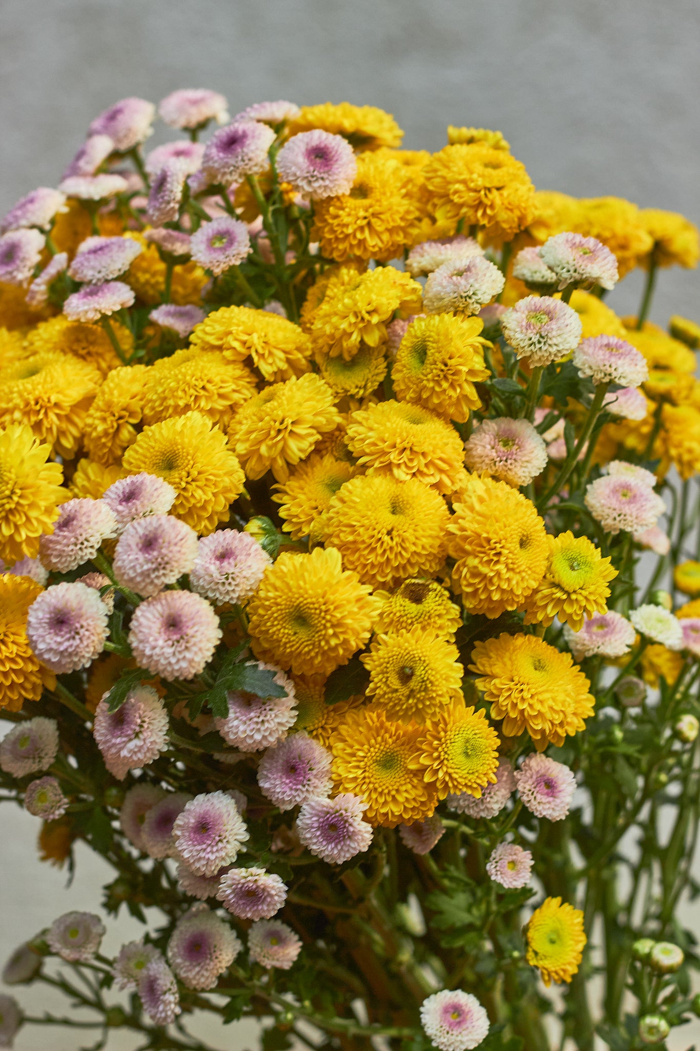 Yellow Pops - Mahua Floral Studio