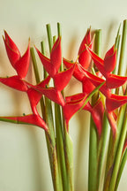 Red Heliconia flowers against a light background