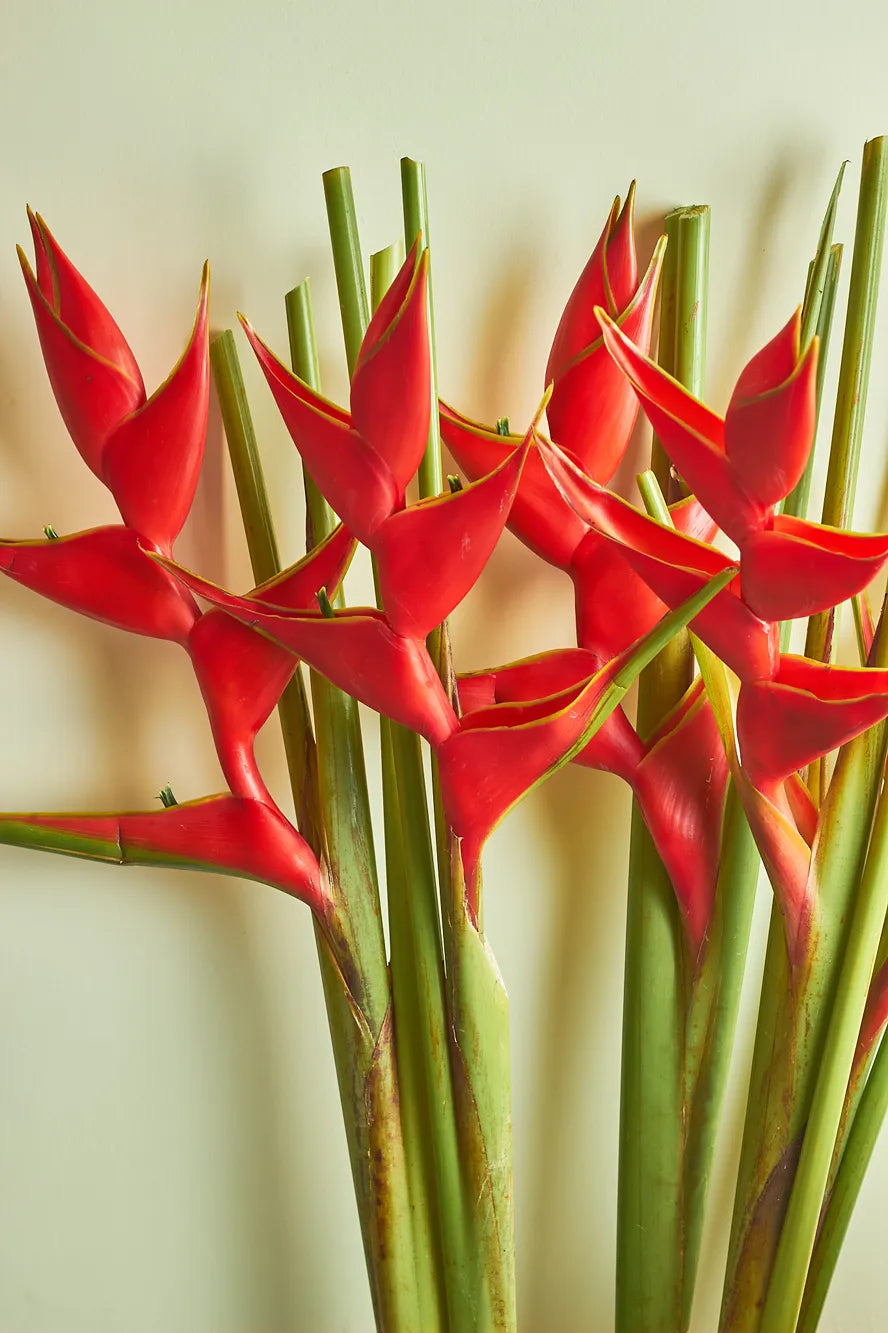 Red Heliconia flowers against a light background
