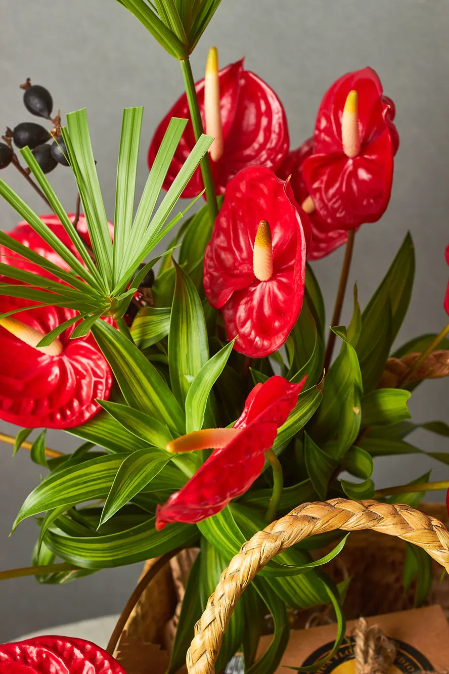 Red Anthurium plants with green leaves in a woven basket against a neutral background
