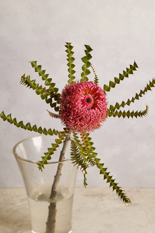 Banksia - Pink - Mahua Floral Studio