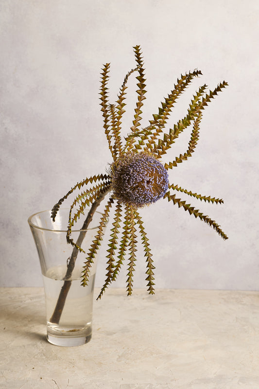 Banksia - Purple - Mahua Floral Studio