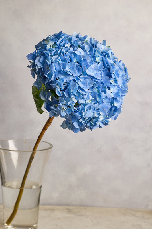 Hydrangea - Blue - Mahua Floral Studio
