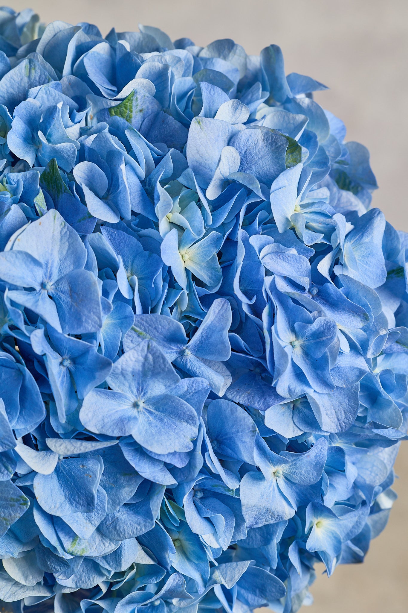 Hydrangea - Blue - Mahua Floral Studio