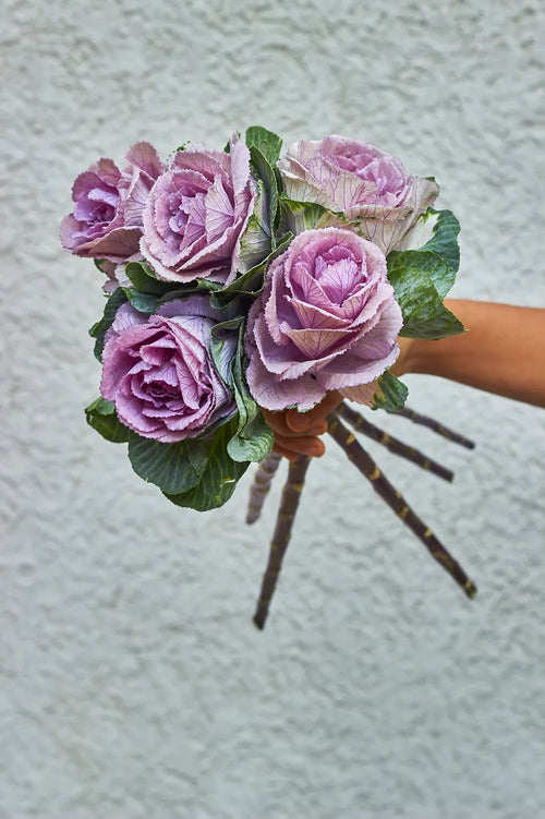 Bouquet of purple roses like flowers called cabbage flowers are held against a light gray background