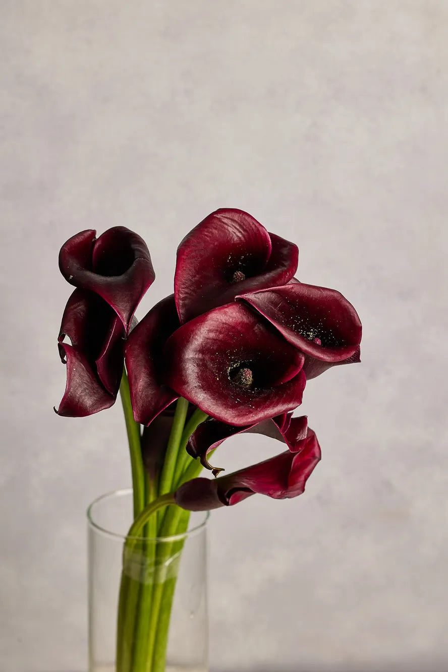 Dark red flowers in a clear vase against a textured light gray background