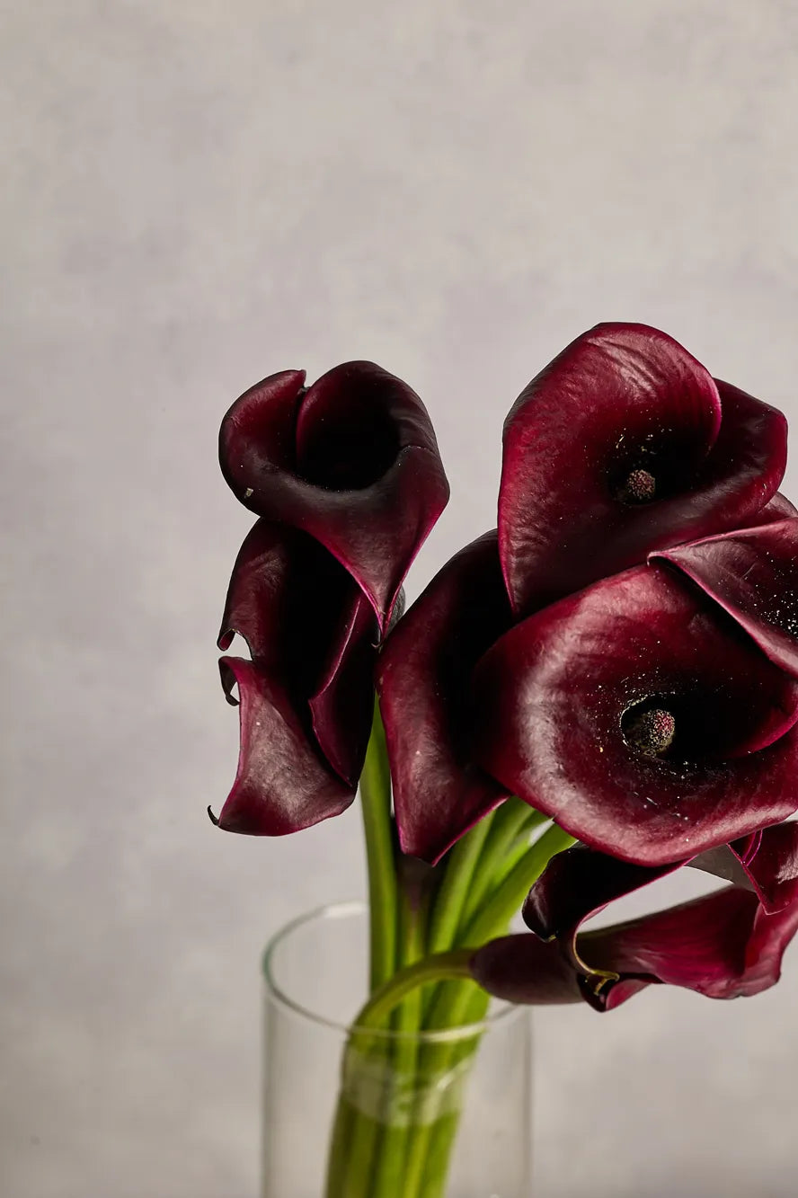 Dark purple calla lilies in a clear vase against a neutral background