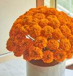 Festive Bloom - Mahua Floral Studio